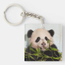 Zoek naar giant sleutelhangers Panda