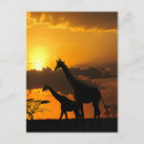 Recherche de giraffe cartes postales Coucher du soleil