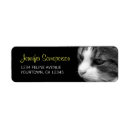 Recherche de tigre photographie Chats