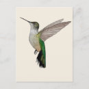 Recherche de colibris cartes postales Faune