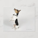 Recherche de portrait de chien cartes postales Pleine longueur