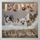 Recherche de petit chien posters Amour