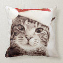 Recherche de chats domestiques coussins Humour