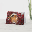 Zoek naar cavia kaarten Huisdier