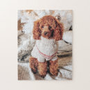 Recherche de poodle puzzles Animal