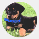 Recherche de chiot rottweiler autocollants Chien
