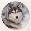 Zoek naar alaskan malamute bar drinkwaren Siberische husky