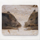 Recherche de sanglier tapis souris Sauvage