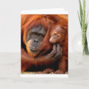 Recherche de ape vœux cartes Singe