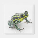 Recherche de photo de grenouille magnets Animal