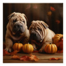 Recherche de pei shar posters Animal