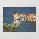 Recherche de girafe photo cartes postales Nature