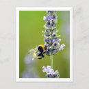 Zoek naar hommel briefkaarten Zomer