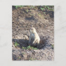 Recherche de chien prairie cartes postales Faune