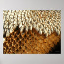 Recherche de graines posters Graines de tournesol