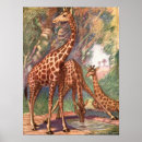 Zoek naar afrikaanse dieren posters Giraffen