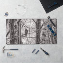Recherche de bouleau photographie Nature