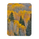 Recherche de tremble magnets Col de kebler