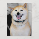 Recherche de inus shiba cartes postales Canine