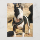Recherche de bull terrier anglais cartes postales Photo de chien