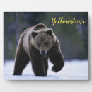 Recherche de ours plaques Nature