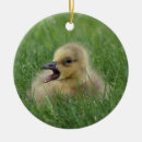 Recherche de oie canadienne Photo d'oiseau