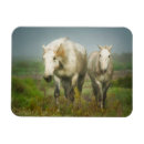 Recherche de sainte marie de la mer magnets Ferme