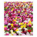 Recherche de champs tulipe art Fleurs