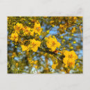Recherche de fleurs jaunes cartes postales Désert