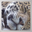 Recherche de animal puma posters Grand chat