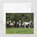 Zoek naar ponies briefkaarten Ras