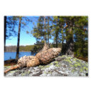 Recherche de cône photographie Arbres