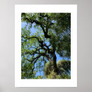Recherche de arbre tordu posters Nature