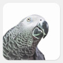 Recherche de perroquets autocollants Oiseau