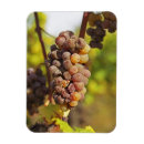 Recherche de ch magnets Français