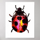 Recherche de de coccinelle posters Insectes