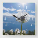 Recherche de mauvaise herbe horloges Dandelion