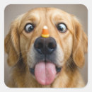 Recherche de nez drôle autocollants Chien