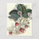 Recherche de plant cartes postales Rétro