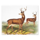 Recherche de cerf virginie posters Vintage