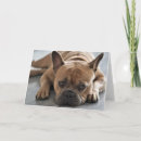 Zoek naar frenchie kaarten Franse buldog