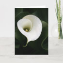 Zoek naar calla lily kaarten Floreel