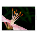 Recherche de anthères Fleur