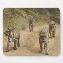 Recherche de tigre royal tapis souris Rare