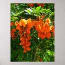Recherche de scarlett posters Nature