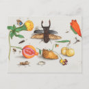 Zoek naar botanische illustratie briefkaarten Bessen
