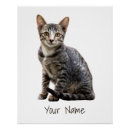 Recherche de de chat posters Animal