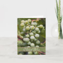 Recherche de raisins verts vœux cartes Cave