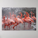 Recherche de flamant américain posters Flamingo