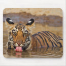 Recherche de tigre royal tapis souris Asiatique